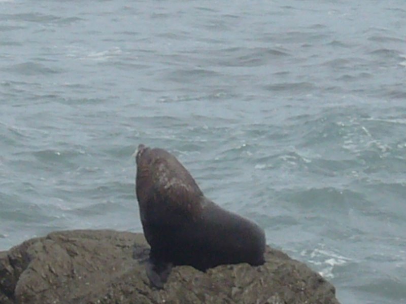 Travel - New Zealand - Kaikoura